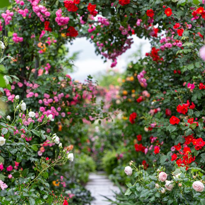 Pergola met klimrozen